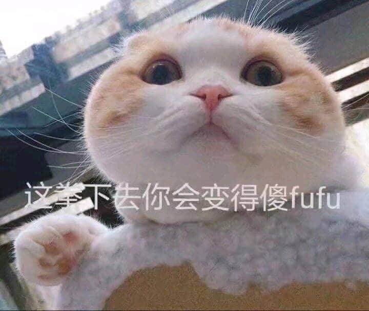 猫咪挥拳警告：这拳下去你会变傻fufu