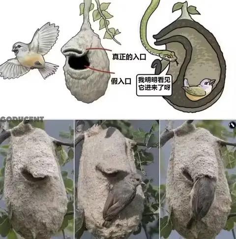 蛇
