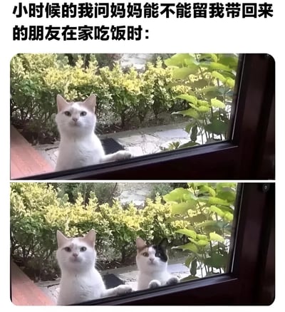 图片为上下两格的多图拼接梗图，上方配有文字“小时候的我问妈妈能不能留我带回来的朋友在家吃饭时：”。上格画面中一只白猫站在窗外，前爪搭在窗沿，仰头露出期待的表情；下格画面中则增加了一只黑白猫，与白猫并排扒着窗户，同样仰头望向窗内，生动还原了童年时渴望留住朋友的纯真场景。
