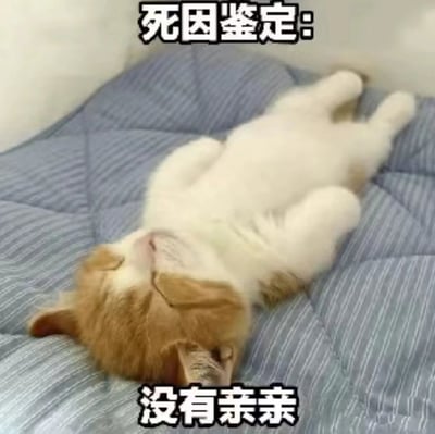 一只橘白相间的猫咪仰躺在蓝色条纹垫子上，四肢放松伸展，表情安详，仿佛睡得十分沉熟。图片上方配有“死因鉴定：”字样，下方则标注“没有亲亲”，通过拟人化的幽默手法，将猫咪极度放松的睡姿夸张地比喻为“因缺少亲吻而‘死亡’”，营造出可爱又搞笑的效果。