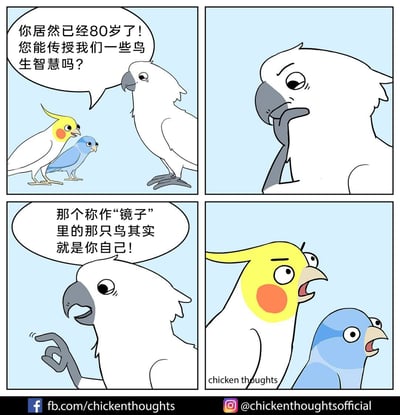 这是一则四格拟人化动物漫画，讲述了一只玄凤鹦鹉和一只蓝色小鸟，向一只已经80岁的年长白鹦鹉请教“鸟生智慧”。年长白鹦鹉沉思后，告诉它们一个“真相”——镜子里的那只鸟其实就是它们自己。得知这个消息的两只小鸟露出了震惊、不敢置信的夸张表情。漫画以冷幽默的方式，利用鸟类对镜子的认知盲区制造笑点，风格轻松诙谐。