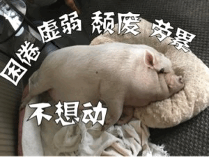 只想躺平的疲惫小猪