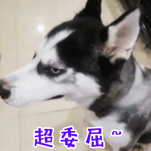 这是一张动态GIF图，展示了一只黑白毛色的哈士奇狗的四个关键帧。狗狗侧着头，眼神低垂，表情显得十分委屈。每帧画面底部都有紫色文字“超委屈~”，强化了狗狗的情绪状态。动态效果中狗狗头部有轻微的左右晃动，仿佛在无声地表达自己的委屈，整体给人一种可爱又让人心疼的感觉。