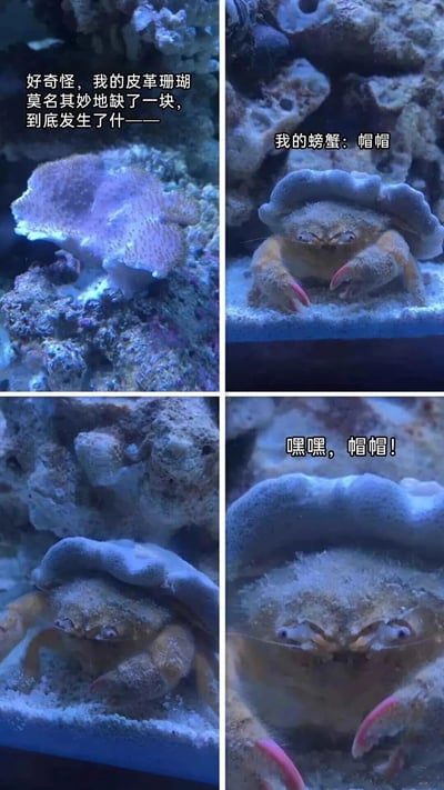 四格连环图展示了一个趣味场景：第一格中，水族箱里的皮革珊瑚明显缺了一块，配文“好奇怪，我的皮革珊瑚莫名其妙地缺了一块，到底发生了什——”；第二格镜头转向一只螃蟹，它正把那块珊瑚顶在头上当作帽子，配文“我的螃蟹：帽帽”；第三格是螃蟹戴“帽子”的近景特写；第四格螃蟹似乎更得意了，配文“嘿嘿，帽帽！”。通过拟人化的文字和真实的动物行为，营造出幽默可爱的氛围。