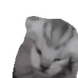 一只灰色虎斑小猫的动态表情包，展现了连贯的暴躁情绪变化：从用爪子捂住脸的抓狂状态，到龇牙低吼的愤怒表情，接着张大嘴巴做出怒吼的夸张动作，最后以翻滚扭动的激烈姿态收尾。整个过程动作夸张可爱，充满喜剧效果，常被用来表达强烈的情绪反应。