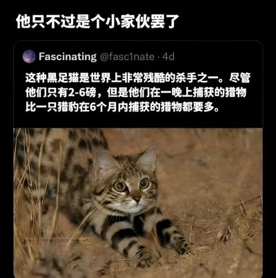 图片上方有白色文字“他只不过是个小家伙罢了”，中间是Twitter用户Fascinating (@fasc1nate) 4天前发布的帖子截图，内容为“这种黑足猫是世界上非常残酷的杀手之一。尽管他们只有2-6磅，但是他们在一晚上捕获的猎物比一只猎豹在6个月内捕获的猎物都要多。”，下方是一张黑足猫趴在沙地上的照片，猫咪眼神警觉，身上有斑点花纹。通过可爱外表与凶猛捕猎能力的反差制造趣味效果。