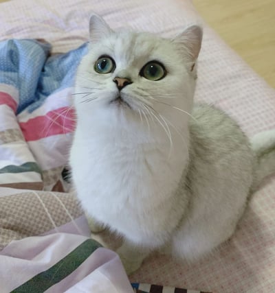 图片中是一只通体雪白的猫咪，它正坐在铺有粉色格子床单的床上，周围散落着蓝白波点和彩色条纹的毯子。猫咪有着一双圆溜溜的绿色大眼睛，耳朵竖立，胡须细长，头部微微抬起，眼神中充满好奇地凝视着斜上方，表情呆萌可爱，整体画面温馨治愈。