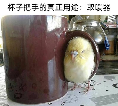 这张静态照片展示了一只黄白色的玄凤鹦鹉幼鸟，它将身体卡进深棕色陶瓷杯子的把手圈中，眼睛半睁半闭，神态惬意放松，似乎正借助杯子的余温取暖。图片上方配有文字“杯子把手的真正用途：取暖器”，以幽默调侃的方式赋予了杯子把手全新的“功能”，画面温馨可爱，充满趣味，展现了宠物日常中令人忍俊不禁的瞬间。