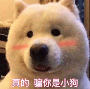 骗你是小狗！萨摩耶委屈巴巴表情包