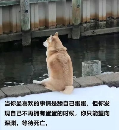 一只棕色柴犬独自坐在水边的石阶上，背对着镜头，耳朵竖起，静静地望向泛着波纹的水面。图片底部配有黑色文字：“当你最喜欢的事情是舔自己蛋蛋，但你发现自己不再拥有蛋蛋的时候，你只能望向深渊，等待死亡。” 文字以夸张幽默的方式，将狗狗落寞的背影解读为一种“失去挚爱事物后的绝望”，形成反差萌的搞笑效果。