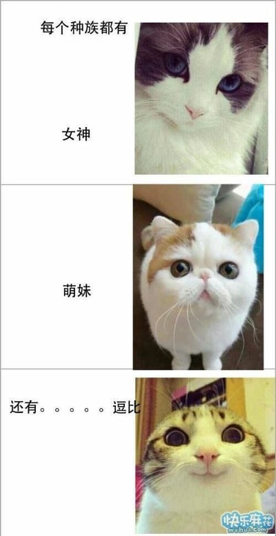 这是一张三行上下拼接的图文混排梗图，每行左侧配说明文字，右侧对应放置不同气质的猫咪实拍图：第一行文字标注为“每个种族都有 女神”，右侧搭配蓝眼睛的布偶猫照片，猫咪长相优雅清秀；第二行文字标注为“萌妹”，右侧搭配圆眼睛的橘白折耳猫照片，猫咪神态软萌无辜；第三行文字标注为“还有。。。。。。逗比”，右侧搭配表情搞怪、看起来傻气好笑的虎斑猫照片，作品用三类猫咪的气质特征类比不同性格的人群，充满反差幽默感，是流传较广的网络表情包。