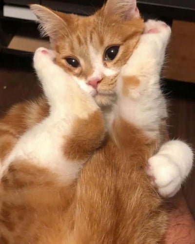 一只橘白相间的猫仰卧着，用两只前爪捂住脸颊，表情看起来既可爱又无辜。猫咪的毛色以橘色为主，腹部和爪子为白色，眼睛大而明亮。背景中隐约可见家具轮廓，整体画面温馨治愈。