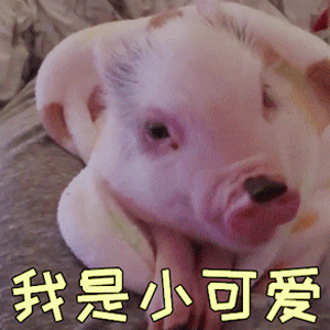 小猪崽卖萌喊'我是小可爱'动态表情包