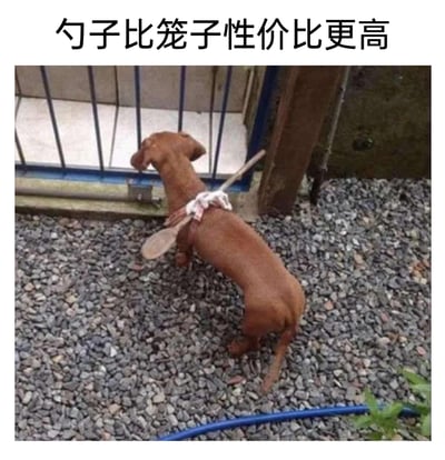 这是一张充满趣味的宠物实拍图，画面主体是一只棕色腊肠犬，它站在碎石铺成的地面上，身体朝向金属栏杆，似乎想要钻过去。它的背部被用布带固定了一把木勺子，勺头朝向犬的后方，这个简易装置的作用是卡住狗狗，防止它钻过栏杆。图片上方配有文字“勺子比笼子性价比更高”，玩了一个低成本限制宠物行动的搞笑梗，用价格低廉的勺子替代昂贵的笼子，既实用又充满创意，整体氛围轻松搞笑，展现了宠物主人的脑洞。