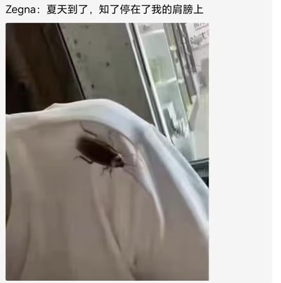 这是一张玩梗实拍图，图中白色衣服的肩膀位置停着一只蟑螂，上方配文“Zegna：夏天到了，知了停在了我的肩膀上”，故意将蟑螂调侃成知了，用反差感制造搞笑效果，吐槽夏季蟑螂容易出现在身边的日常囧事。