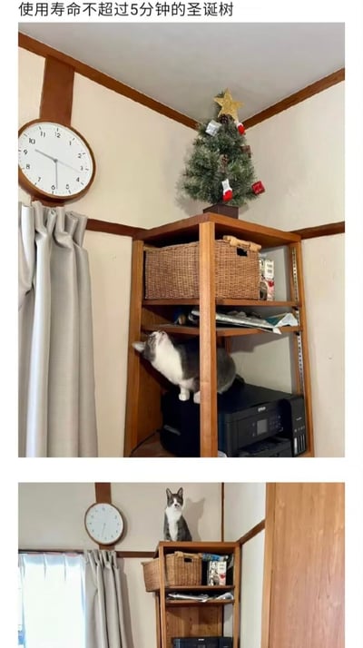 这是一组上下对比的实拍图，上图中一只灰白相间的宠物猫站在木质书架下层的打印机上，抬头紧盯书架顶端的小型装饰圣诞树，眼神里满是好奇与跃跃欲试的劲儿；下图里原本在书架顶的圣诞树已经消失不见，猫咪则淡定地蹲在了书架的最顶层，完美呼应了图上方“使用寿命不超过5分钟的圣诞树”的调侃文字，生动展现了猫咪爱搞破坏的日常，充满了搞笑的生活趣味。