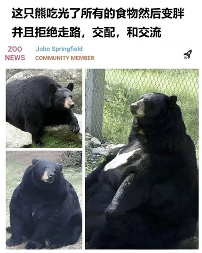这是一张模仿新闻报道风格的搞笑图片，展示了一只因吃太多而变得肥胖的黑熊。图片上方有醒目的标题文字："这只熊吃光了所有的食物然后变胖并且拒绝走路，交配，和交流"。下方是四张小图拼接而成的熊的照片，分别展示了熊不同角度的慵懒姿态：左上角熊趴在岩石上休息，右上角熊在栅栏边抬头，左下角熊坐在草地上，右下角熊则四仰八叉地躺着，凸显其肥胖和不愿活动的状态。图片中间偏上位置有"ZOO NEWS"和"John Springfield COMMUNITY MEMBER"的字样，模仿新闻报道的署名格式，增加了图片的趣味性和真实感。