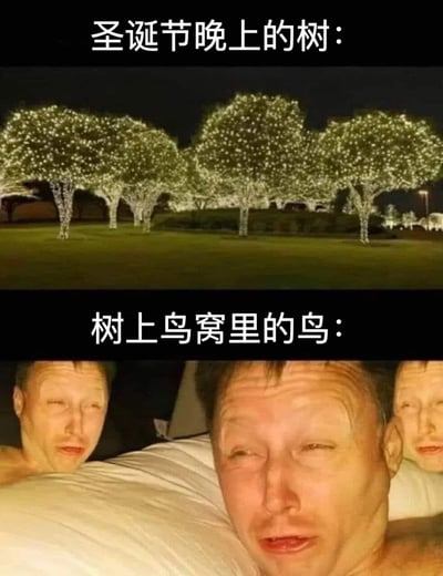 这是一张上下对比的搞笑梗图，通过幽默方式展现了圣诞节装饰对自然生物的影响。上半部分是夜晚被大量白色灯光装饰的树木，看起来非常华丽梦幻；下半部分则是一位男性躺在床上，表情疲惫又无奈，暗示树上鸟窝里的鸟被灯光打扰得无法安睡。