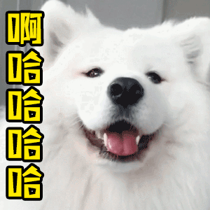 萨摩耶魔性大笑四连拍