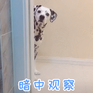 斑点狗暗中观察动态表情包