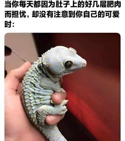 图片上方配有文字：'当你每天都因为肚子上的好几层肥肉而担忧，却没有注意到你自己的可爱时：'，下方是一只被人用手捧着的壁虎。壁虎身体呈淡蓝色并带有黄色斑点，皮肤褶皱明显，腹部肉乎乎的，睁着圆溜溜的大眼睛，表情呆萌可爱。图片通过壁虎的'小肚腩'类比人们对身材的焦虑，传递出接纳自身、发现内在可爱的积极信息。