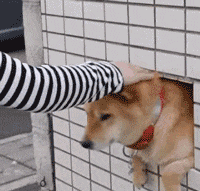 柴犬从栅栏探出头被摸头 舒服眯眼