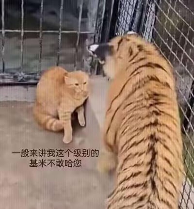 这是一张视频截图类的梗图，画面里在一处围栏圈起的区域中，一只橘色家猫端正坐着，面对身旁体型庞大的老虎，表情淡定，甚至带着一丝不屑的神态。图中添加了搞笑配文“一般来讲我这个级别的基米不敢哈您”，其中“基米”是“猫咪”的谐音，橘猫以一种大佬式的口吻放话，明明在实力和体型上都远逊于老虎，却摆出强硬姿态，形成强烈的反差感，制造出滑稽搞笑的效果。