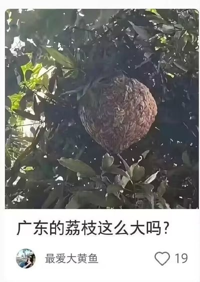 图片中展示了树枝间悬挂着一个巨大的棕褐色球状物体，表面纹理粗糙，被茂密的绿叶环绕。下方配有文字“广东的荔枝这么大吗？”，通过视觉相似性将马蜂窝幽默地误认为是巨型荔枝，制造出地域特色相关的搞笑误解。