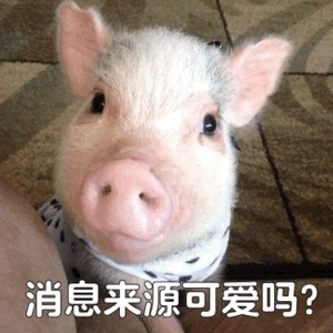 图片中是一只近距离拍摄的小猪，白色毛发，粉色耳朵和鼻子，脖子上系着黑白斑点围巾，正抬头睁着大眼睛看向前方，显得十分可爱。图片底部有一行白色文字：“消息来源可爱吗？”，整体风格俏皮治愈，通过萌宠形象以轻松的方式询问消息来源。