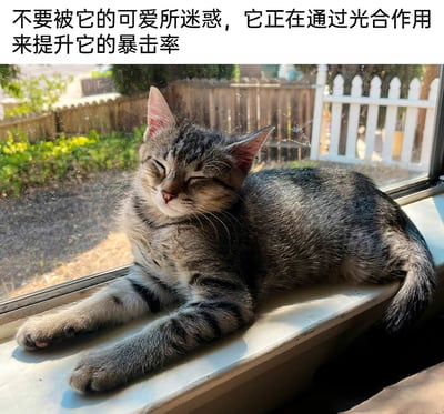 这是一张添加了趣味文字的实拍宠物图，画面主体是一只虎斑小奶猫，它趴在室内的窗台上，伸展着四肢，双眼紧闭，正惬意地晒着太阳，神态放松满足。图片上方配有玩梗文字“不要被它的可爱所迷惑，它正在通过光合作用来提升它的暴击率”，将猫咪晒太阳的日常行为，用“光合作用”和游戏术语“暴击率”进行调侃，赋予可爱猫咪“悄悄蓄力变强”的搞笑设定，通过萌态与玩梗的反差，营造出轻松幽默的氛围。