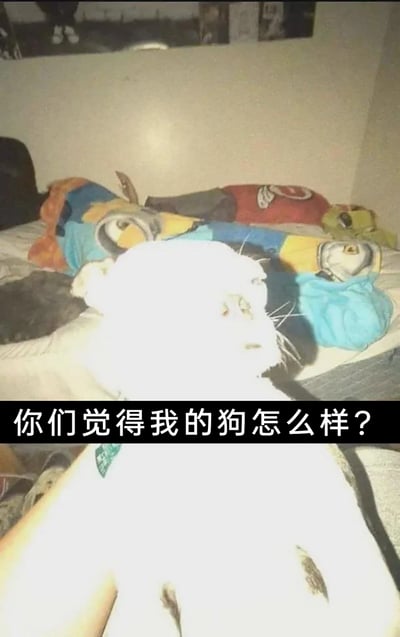 这是一张充满趣味的视觉错位实拍图，前景的白色猫咪被强光照射导致面部过曝，细节模糊，后方床上的小黄人玩偶恰好与猫咪头部位置重合，视觉上仿佛猫咪长着小黄人的身体。图中配文故意提问“你们觉得我的狗怎么样？”，不仅利用视觉错位制造出怪异的“拼接生物”效果，还故意混淆猫、狗的物种，双重反差带来强烈的搞笑感，属于网友日常整活的趣味宠物内容。