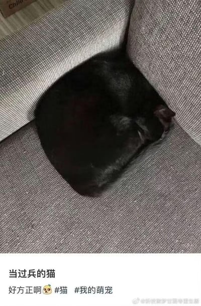 一只黑猫蜷缩在灰色沙发上，身体形成一个几乎完美的圆形，睡姿极其规整。图片下方配有文字"当过兵的猫 好方正啊"，幽默地形容猫咪睡姿像军人一样端正。