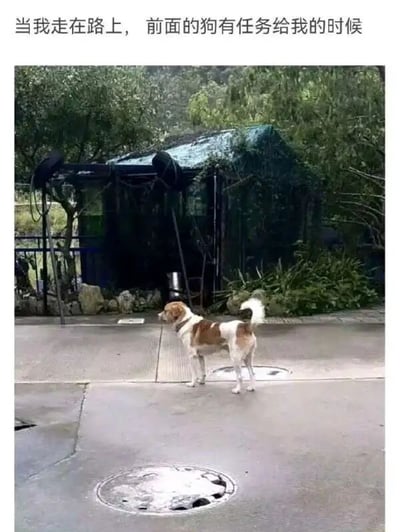 图片展示了一只棕白相间的狗站在铺有井盖的小路上，面向前方被绿色植物覆盖的棚屋和茂密树木。图片上方配有文字“当我走在路上，前面的狗有任务给我的时候”，通过拟人化手法将现实中的狗想象成游戏里发布任务的NPC（非玩家角色），营造出一种充满脑洞的幽默场景，让人联想到游戏中接受任务的经典桥段。