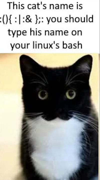 图片由上下两部分组成：上方为英文文本，内容为'This cat's name is :(){ :|:& }; you should type his name on your linux's bash'；下方是一只黑白色猫咪的照片，猫咪眼睛圆睁，直视镜头。图片的幽默点在于将Linux系统中著名的fork bomb（叉子炸弹）命令伪装成猫咪的名字，调侃Linux用户若在Bash中输入该命令会导致系统资源耗尽崩溃。这是一个针对程序员和Linux用户的技术梗图。