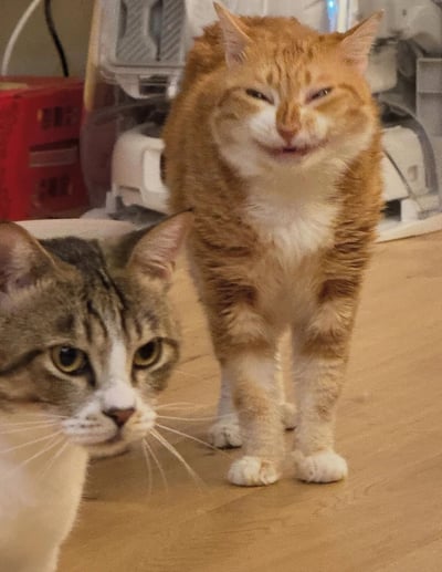 室内场景中，一只橘白相间的猫咪站立在木地板上，双眼眯成一条缝，嘴巴微张，露出类似微笑的滑稽表情，显得十分可爱。前景处，一只灰白相间的猫咪侧头看向一旁，眼神专注，与后方橘猫的搞怪表情形成有趣对比。背景可见红色收纳盒和家用电器，整体氛围温馨日常，展现了萌宠之间的趣味互动瞬间。
