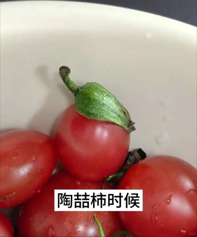 这是一张充满趣味的创意实拍图，画面中是盛放在浅色碗里的几颗圣女果（小番茄），其中一颗圣女果的绿色果蒂形态特殊，如同戴着一顶帽子，和歌手陶喆的经典帽子造型十分相似。图片下方配有文字“陶喆柿时候”，运用中文谐音梗，“喆”谐音“这”，“柿”谐音“是”，既关联了果蒂的造型和陶喆的形象，又谐音出“这是什么时候”的趣味表达，整体内容幽默诙谐，是将日常食物和名人形象结合的创意搞笑内容。