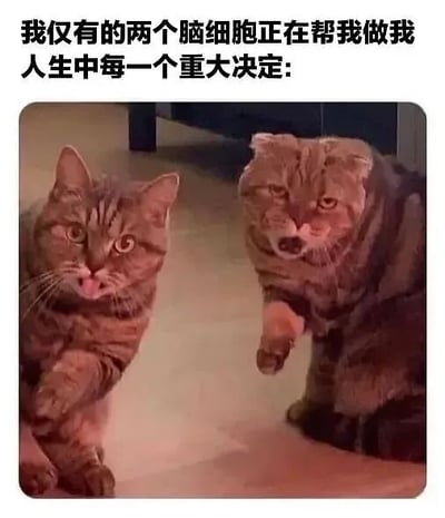 这张静态梗图采用图文混排形式，上方是黑色文字'我仅有的两个脑细胞正在帮我做我人生中每一个重大决定：'，下方是两只真实猫咪的照片。左边猫咪睁大眼睛、嘴巴微张，表情震惊慌张；右边猫咪表情严肃坚定，抬起一只爪子，仿佛在做决定。图片通过拟人化手法，将两只猫咪比作自己仅有的两个脑细胞，幽默地自嘲在面对重大决定时思考能力有限、只能依靠简单判断的无奈心情，容易引发用户共鸣。