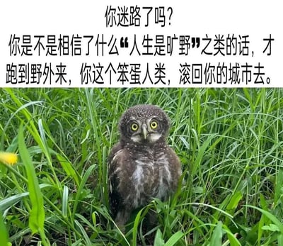 这是一张顶配底文形式的静态表情包，图片下半部分是真实拍摄的猫头鹰幼崽：它站在茂密的绿色草丛中，身体直立，瞪着圆溜溜的黄色眼睛，面部表情看起来严肃又带着嫌弃感；图片上半部分是白色背景的黑色文字，以猫头鹰的视角发出吐槽，调侃那些相信“人生是旷野”的网络热梗、盲目跑到野外的人类，语气刻薄又充满幽默反差，用动物吐槽的方式解构当下的流行话语，趣味十足。