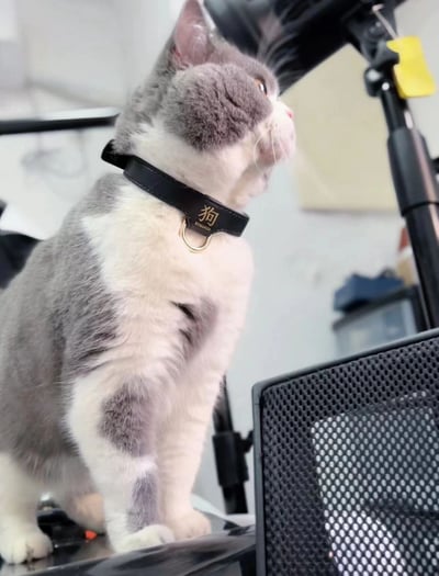 一只灰白相间的猫戴着黑色项圈，项圈上有金色的“狗”字。猫咪站在类似办公桌的表面上，转头看向一侧，表情显得有些困惑和好奇。图片通过让猫佩戴标有“狗”字的项圈制造出幽默的反差效果。