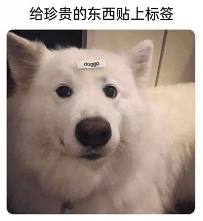 图片上方有文字'给珍贵的东西贴上标签'，下方是一只白色的狗，它的额头上贴着一个写有'doggo'的标签。狗狗有着黑色的眼睛和鼻子，表情看起来无辜又可爱，整体画面幽默有趣。
