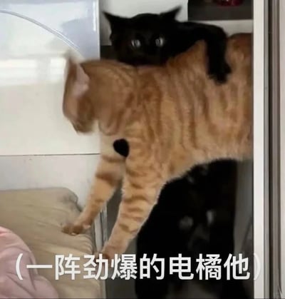 这是一张利用视觉错位制造搞笑效果的趣味图片，画面中有一只橘猫和两只黑猫：上方的黑猫趴在橘猫后背上，下方的黑猫位于橘猫身体下方，再加上橘猫身上的黑色斑块，三者的位置恰好让橘猫看起来像是一把电吉他。图的底部配有文字“（一阵劲爆的电橘他）”，用“橘”谐音“吉”，玩了谐音梗，将猫咪的错位形态与乐器“电吉他”结合，把滑稽的视觉效果和文字梗结合，营造出轻松搞怪的氛围，适合用来表达欢乐、搞怪的情绪。