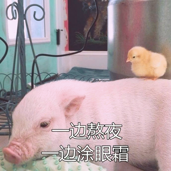 小猪背小鸡配文'一边熬夜一边涂眼霜'