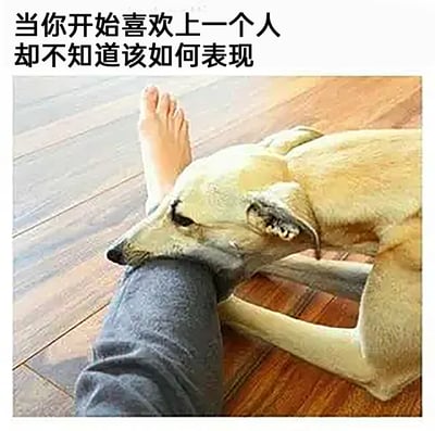 这是一张趣味视觉错位梗图，上方配有文字“当你开始喜欢上一个人却不知道该如何表现”。图中通过真实场景的视觉错位，将人的脚、腿与狗狗的头部、手臂组合在一起，看起来像是狗狗正用一种笨拙又执拗的姿态抱着人的腿，生动又搞笑地还原了人们在喜欢上一个人初期，想要亲近却手足无措、做出奇怪举动的青涩慌乱心情，用幽默的方式共情了这种恋爱初期的尴尬状态。
