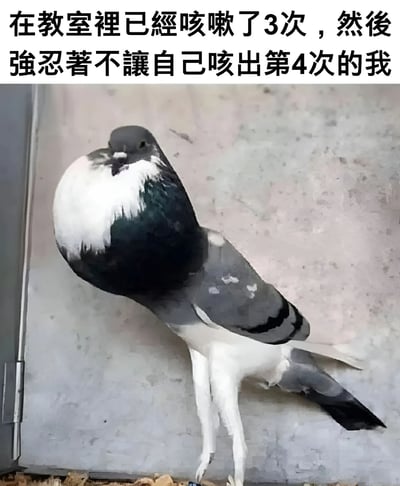图片上方配有文字“在教室裡已經咳嗽了3次，然後強忍著不讓自己咳出第4次的我”，下方是一只胸部明显鼓起、身体紧绷的鸽子。通过将学生在课堂上强忍咳嗽的窘迫状态与鸽子憋闷鼓起的形象进行类比，形成幽默的视觉效果，展现了学生在公共场合不想打扰他人而强忍不适的常见情景，容易引发共鸣。