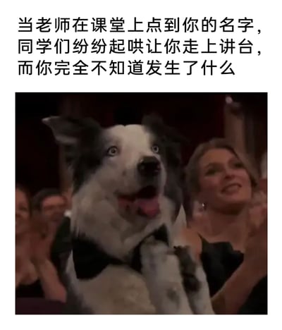 这是一张贴合校园生活的搞笑表情包，上方配有文字“当老师在课堂上点到你的名字，同学们纷纷起哄让你走上讲台，而你完全不知道发生了什么”，下方是一只戴着领结的黑白边牧，它身处欢呼鼓掌的人群中，眼睛圆睁、嘴巴大张，露出舌头，一脸震惊又茫然的表情，完美还原了学生在毫无准备的情况下突然被点名上台时，那种慌乱、懵圈又社死的心情，用动物的夸张表情来表现人的情绪，生动又搞笑，很容易引发学生群体的共鸣。