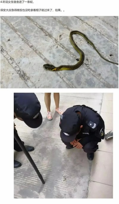 这是一组由两张图片组成的上下对比连环图，上方图片展示了一条体型看起来不小的蛇，配文“听说女生宿舍进了一条蛇，保安大叔急得晚饭也没吃拿着棍子就过来了，结果。。。”引导读者产生期待；下方图片则呈现了两位身着保安制服的人员，其中一位蹲着、一位拿着棍子，都低头专注地看着地面上一条非常细小的迷你小蛇，旁边还有一位穿着凉鞋的女生站在一旁。图片通过“以为是大蛇”和“实际是小蛇”的强烈反差，结合保安大叔紧张赶来的状态，制造出搞笑的乌龙效果，展现了校园生活里的趣味小事件。
