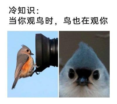 这是一张图文混排的趣味梗图，上方配有文字“冷知识：当你观鸟时，鸟也在观你”，下方为左右两张对比图：左侧是一只簇山雀（凤头山雀）用爪子抓握在相机的长焦镜头前端，背景是蓝天，仿佛在“操作”镜头观察人类；右侧是这只簇山雀的近距离特写，它瞪大双眼，神态严肃专注，像是在近距离“审视”观察者。整张图通过真实的鸟类摄影图拼接，搭配搞笑文案，以幽默的方式营造出“双向观察”的趣味效果，呼应了文案中的冷知识，给人带来反差感和趣味性。