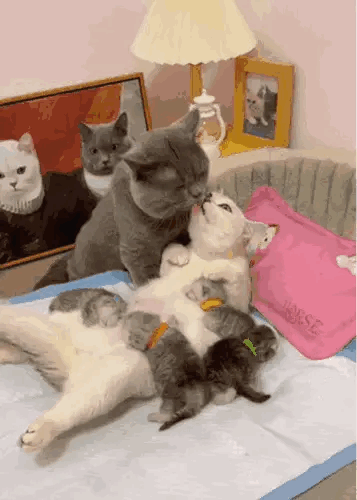 这是一段记录猫咪家庭日常的动态GIF画面：灰白色母猫仰躺着，几只佩戴着蓝、橙、黄、绿不同颜色项圈的小猫正趴在它的腹部埋头喝奶，还时不时挪动小身子；一旁的灰色公猫温柔地舔舐着母猫的脸部，动作满是亲昵。背景中的相框里印着这两只大猫的“正装合照”，搭配暖调的台灯，整个场景充满了温馨治愈的家庭氛围，鲜活展现了猫咪之间的亲密互动。