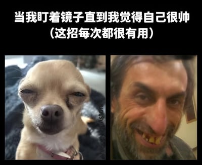 这张梗图通过左右对比的方式展示了一个幽默场景。左边是一只眯着眼睛、表情自信的吉娃娃，右边是一位留着胡子、咧嘴大笑露出牙齿的男性。图片上方配有文字：'当我盯着镜子直到我觉得自己很帅（这招每次都很有用）'，用夸张的方式表现了人们通过长时间照镜子来建立自信的有趣现象。