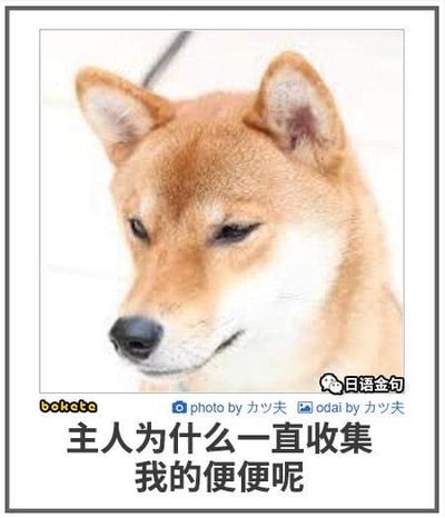 这是一张带边框的静态图文梗图，图中是一只眼神低垂、表情疑惑茫然的柴犬，下方配有文字“主人为什么一直收集我的便便呢”，以狗狗的视角抛出趣味疑问，制造反差搞笑的效果。<br>关于这个疑问的解答：现实中主人收集狗狗的便便，可能是为了训练狗狗定点排便（比如引导它到指定位置）、带去宠物医院进行粪便检查以了解狗狗的健康状况，或是为了及时清理保持居住环境的整洁。